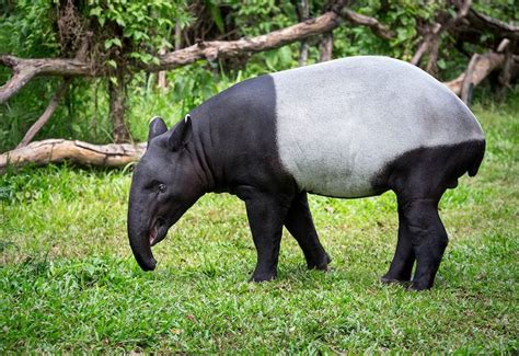 Manfaat Tapir